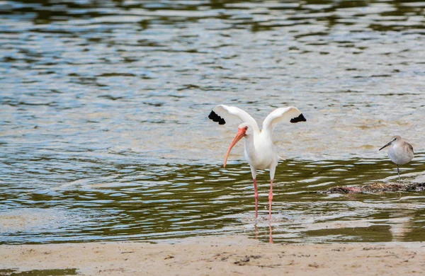 Αμερικανικό λευκό Ibis (Eudocimus albus) σίτιση σε πισίνες παλίρροια κατά το λεμόνι Bay υδάτινο απόθεμα στην Cedar σημείο περιβαλλοντικό πάρκο, κομητεία Sarasota Florida — Φωτογραφία Αρχείου