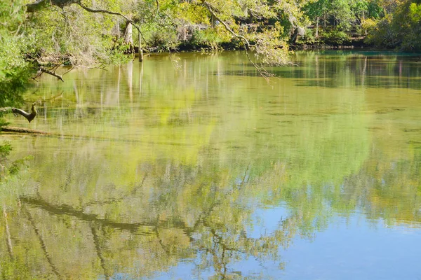 Un hermoso río con una piscina profunda en Homasassa Springs State Park en Homasassa, Florida, EE.UU. —  Fotos de Stock