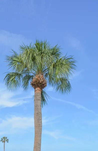 Palm Tree al Veterans Memorial Park a Tampa Bay a Oldsmar, Florida . — Foto Stock