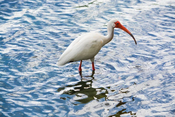 Amerikanischer weißer Ibis (Eudocimus albus) beim Fressen im Lake eola Park in orlando, florida usa — Stockfoto