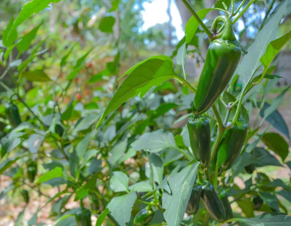Jalapeno paprika tumbuh di taman di Largo, Florida USA — Stok Foto