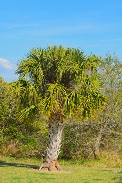 Palm träd bredvid mangrove på Picnic Island Park i Tampa, Florida — Stockfoto