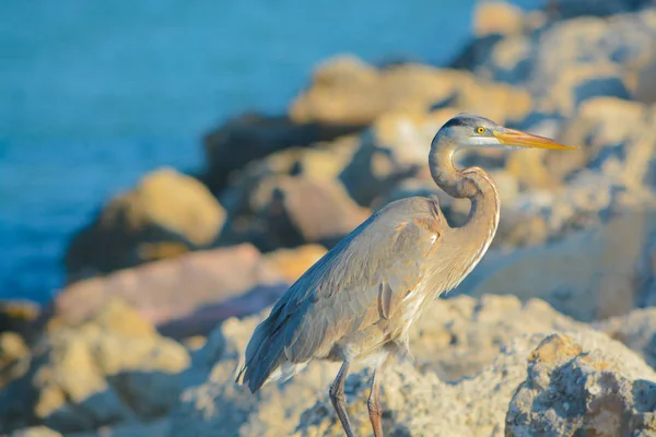 Blue Heron no Sand Key Park no Golfo do México, Flórida EUA — Fotografia de Stock