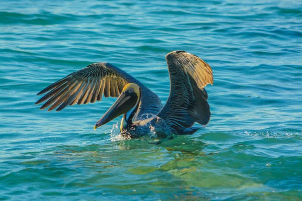 Bruine pelikaan (Pelecanus Occidentalis) landing na duik visserij in de Golf van Mexico, Florida. — Stockfoto