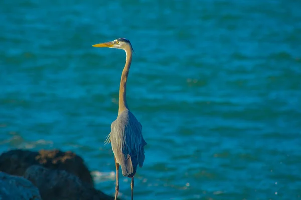 Modrá Heron v písku klíč Park na Mexického zálivu, Florida Usa — Stock fotografie