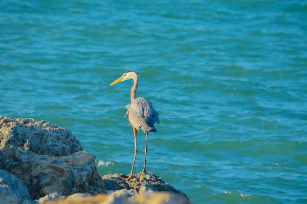 Blue Heron au Sand Key Park sur le golfe du Mexique, Floride États-Unis — Photo