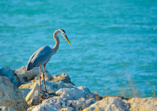 Blue Heron op Sand Key Park aan de Golf van Mexico, Florida Usa — Stockfoto