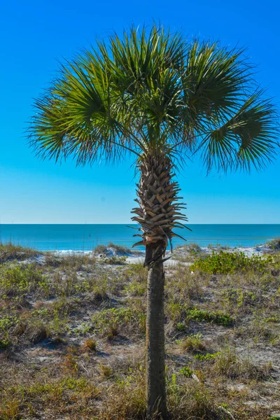 Palm Tree em St Pete Beach no Golfo do México, na Flórida — Fotografia de Stock