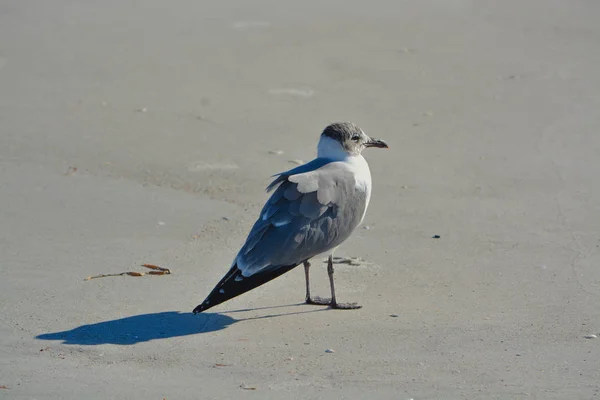 Ένα γέλιο γλάρος (Leucophaeus Atricilla) είναι στην ινδική βράχους παραλία, στον κόλπο του Μεξικού, Φλόριντα — Φωτογραφία Αρχείου