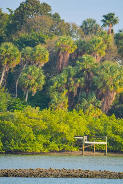 En docka i mangroveområdet i den inre vattenvägen i Indian Rocks Beach, Florida Usa — Stockfoto