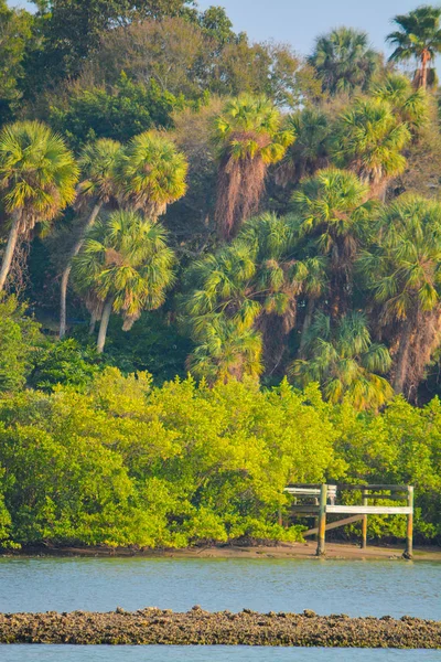 Ein Steg in den Mangroven der Binnenwasserstraße in indischen Felsen Strand, Florida USA — Stockfoto