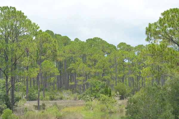 Il flusso scorre verso il St. George Sound vicino a Carrabelle, Florida USA — Foto Stock