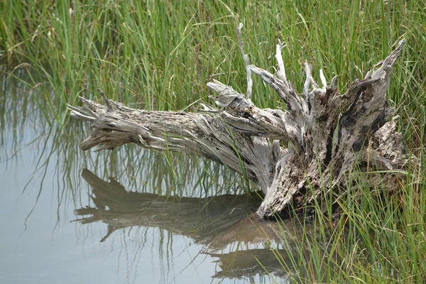 Περίληψη της ένα κούτσουρο που αντανακλούν στο νερό St George ήχο, Φλόριντα — Φωτογραφία Αρχείου