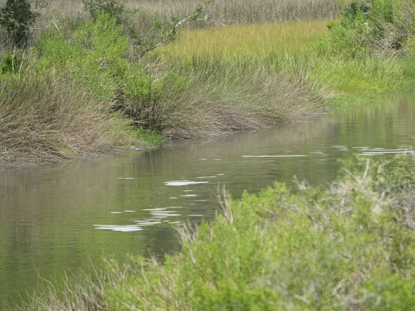 El arroyo fluye a través del prado hacia el St. George Sound cerca de Carrabelle, Florida, EE.UU. —  Fotos de Stock