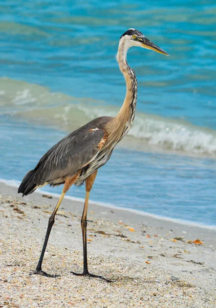 Blue Heron à procura de comida em Indian Rocks Beach, Golfo do México, Flórida, EUA — Fotografia de Stock