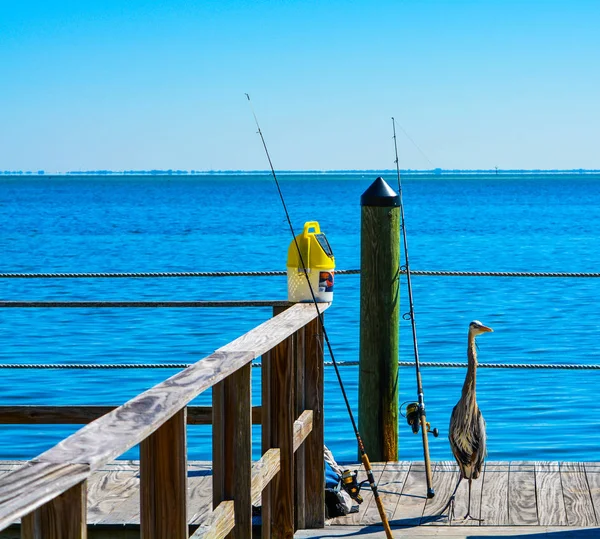 A Heron fishing with two poles on Tampa Bay, Florida USA — Stock Photo, Image