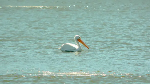 Pelikan schwimmt auf dem Wasser in st petersburg, florida — Stockfoto
