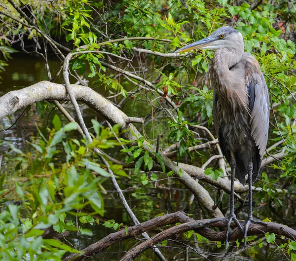 Egy nagy kék gém (ardea Heródiás) nyugszik egy ág a Mcgough Nature Park, a Largo, Florida Usa — Stock Fotó