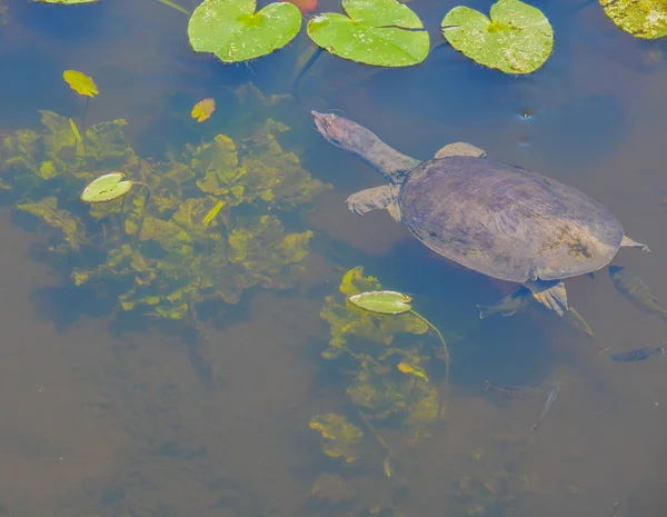 Черепаха флорида соя (apalone ferox) плавает вокруг подушечек лилий в Ларго, Флорида . — стоковое фото