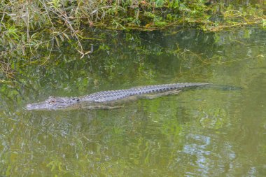 Largo, Florida bir havuzda bir Amerikan timsah (alligator mississippiensis)