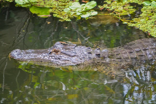Un alligatore americano (alligatore mississippiensis) nei cuscinetti lilly a Largo, Florida — Foto Stock