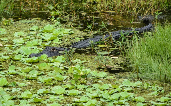 Largo, Florida at lilly yastıkları bir Amerikan timsah (alligator mississippiensis)