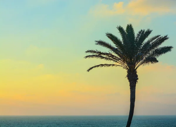 Palm tree solnedgång över Medelhavet i Ashkelon, Israel — Stockfoto