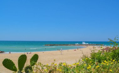 Akdeniz Beach kaktüs inciri 