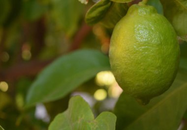 Arizona 'da ağaçta olgunlaşmak üzere olan limonlar