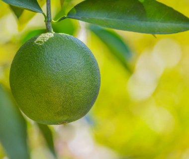 Navel turuncu hakkında Arizona ağacında Olgunlaşmak için