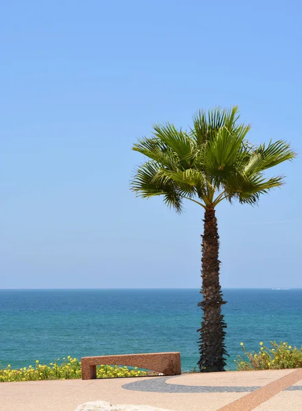 Ashkelon, İsrail 'de Akdeniz manzaralı palmiye ağacı — Stok fotoğraf