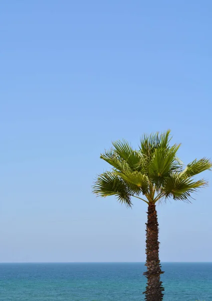Palmer med utsikt över Medelhavet — Stockfoto