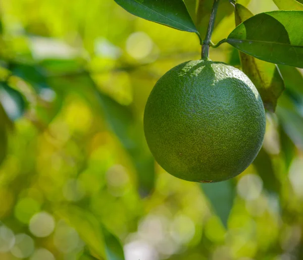 Navel turuncu hakkında Arizona ağacında Olgunlaşmak için