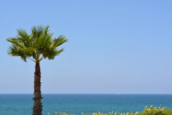 Palmera con vistas al mar Mediterráneo — Foto de Stock