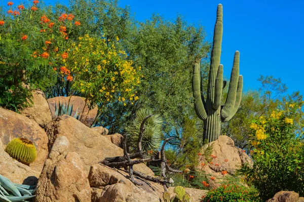 Arizona Çölü kaktüs manzara