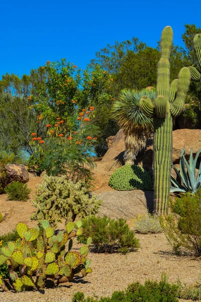 Arizona Çölü kaktüs manzara