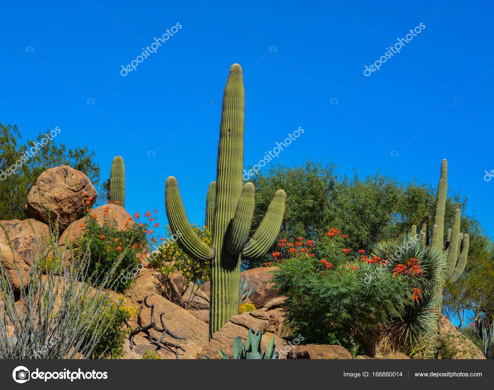 Desert cactus landscape in Arizona — Stock Photo © nflane 166880014