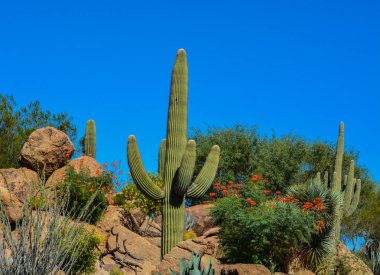 Arizona Çölü kaktüs manzara