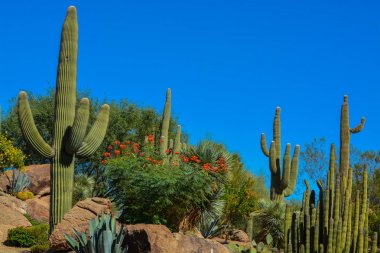 Arizona Çölü kaktüs manzara