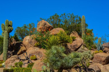 Arizona Çölü kaktüs manzara