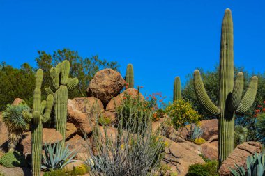 Arizona Çölü kaktüs manzara