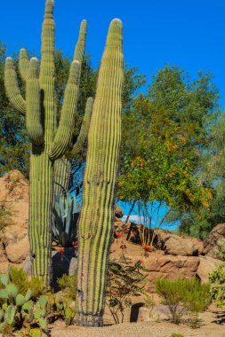 Arizona Çölü kaktüs manzara