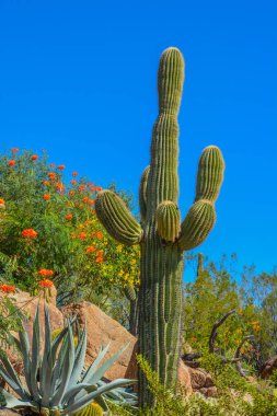 Arizona Çölü kaktüs manzara