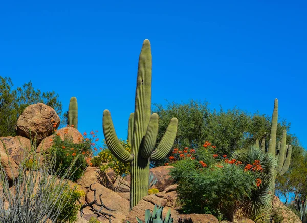 Öken kaktus landskap i Arizona — Stockfoto