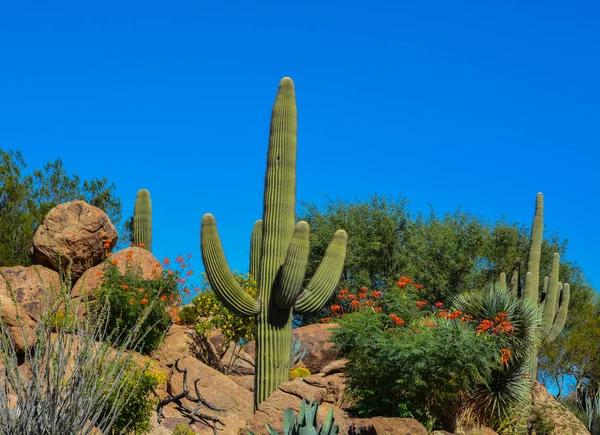 Paisaje de cactus del desierto en Arizona — Foto de Stock