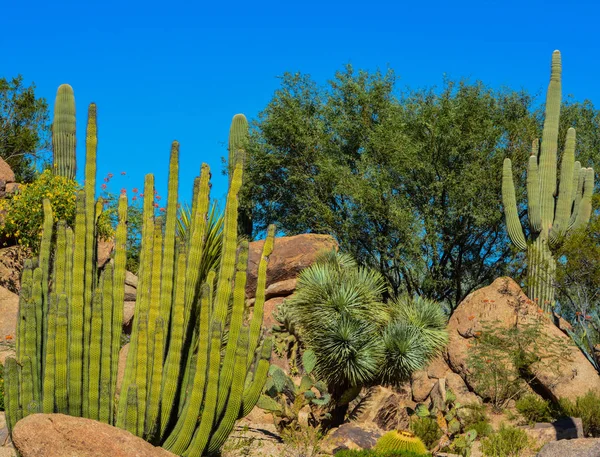 Öken kaktus landskap i Arizona — Stockfoto