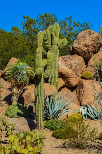 Arizona Çölü kaktüs manzara