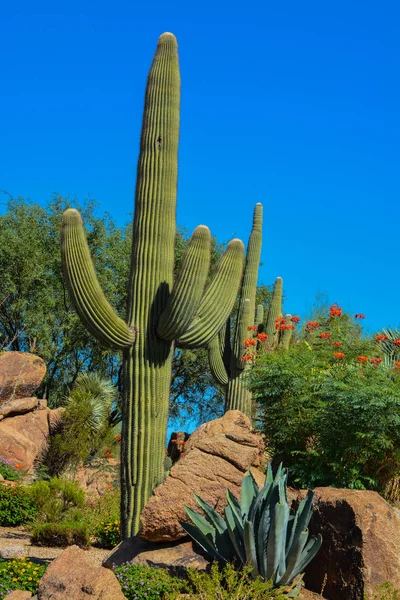 Arizona Çölü kaktüs manzara