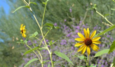 Çöl çiçeği, tatlı coneflower rudbeckia triloba