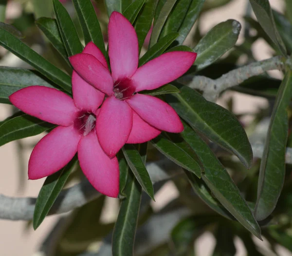 Sivatagi Rózsa Adenium obesum, a Pheonix Arizona — Stock Fotó